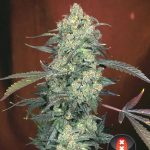 Image 3 of AK 47 cannabis by Serious Seeds – 12/12 Photoperiod – Super Strength – The End of October – Seed City