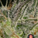 showing General Pain – Sweet – Regular – image 4 – Seed City