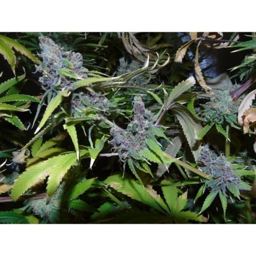 American Beauty by Dr Underground – Excellent harvest potential – Beginning of October – Feminized – image 2 – Seed City