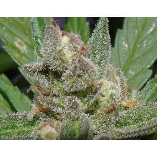 American Beauty from Dr Underground