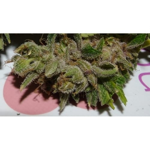 American Beauty by Dr Underground – Beginning of October – Pineapple – 50% Indica/50% Sativa – image 4 – Seed City