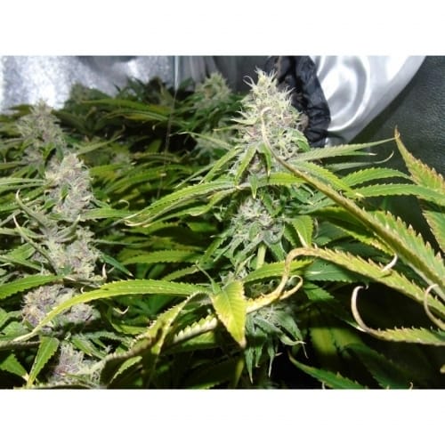 American Beauty cannabis seeds – Feminized – Beginning of October – Outdoor cultivation – image 5 from Seed City