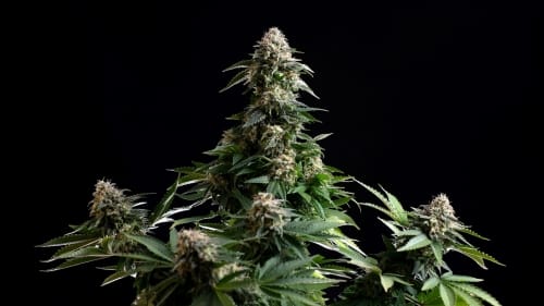 Image 2 of Amnesia Dream XL Auto Edition cannabis by Kannabia Seeds – Outdoor – Citrus – Sativa Dominant – Seed City