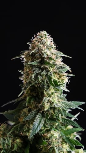 Amnesia Dream XL Auto Edition by Kannabia Seeds – Citrus – Auto-Flowering – Feminized – image 3 – Seed City