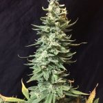 Image 2 of Amnesia Fast cannabis by Seedsman Seeds – The End of September – Super Strength – Creative – Seed City