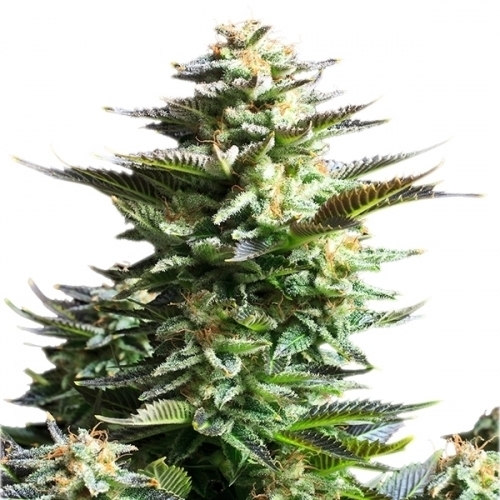 showing Mostly Sativa – High Yielding – Beginning of October – image 1 – Seed City