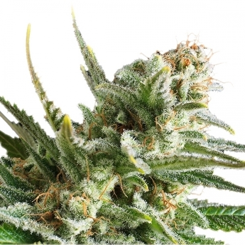 Amnesia Haze cannabis seeds – 12/12 Photoperiod – Super Strength – Mostly Sativa – image 2 from Seed City