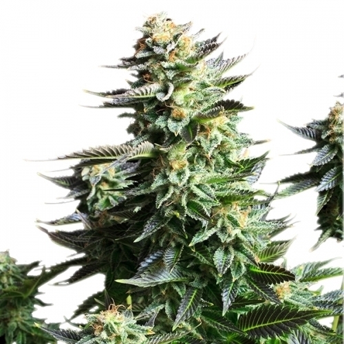 Amnesia Haze by Royal Queen Seeds – Beginning of October – 12/12 Photoperiod – Mostly Sativa – image 3 – Seed City