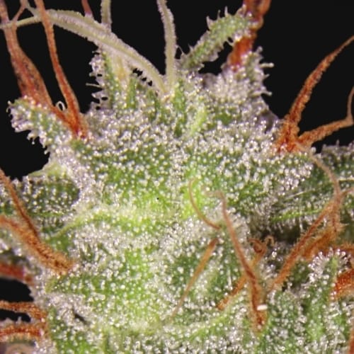 showing Indoor-friendly – Cerebral – Feminized – image 1 – Seed City