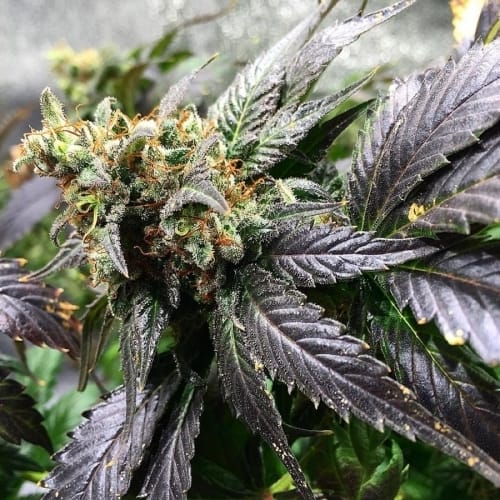 Amnesia Lemon from Barneys Farm Seeds