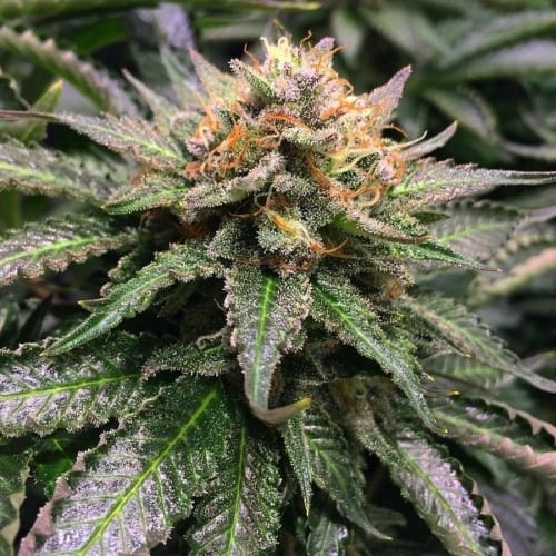 showing Indoor-friendly – Cerebral – 50% Indica/50% Sativa – image 2 – Seed City