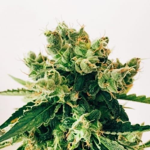 Amnesia Lemon by Barneys Farm Seeds – Feminized – Indoor-friendly – Beginning of October – image 3 – Seed City