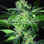 Amnesia from World of Seeds