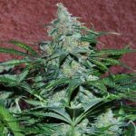 Relaxing – Auto-Flowering – Feminized – Amnesia Auto strain – image 2 – from World of Seeds via Seed City