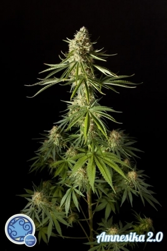 Amnesika 2.0 by Philosopher Seeds – Outdoor – Sativa Dominant – Feminized – image 2 – Seed City