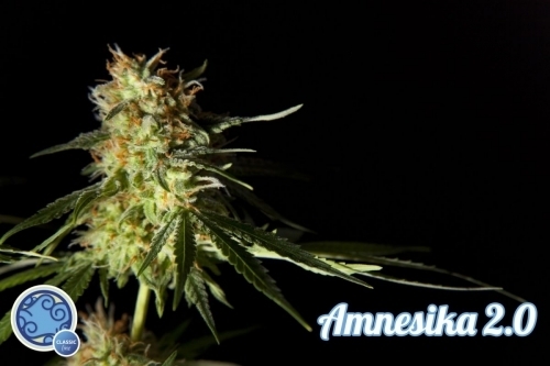 Feminized – Super Strength – 12/12 Photoperiod – Amnesika 2.0 strain – image 3 – from Philosopher Seeds via Seed City
