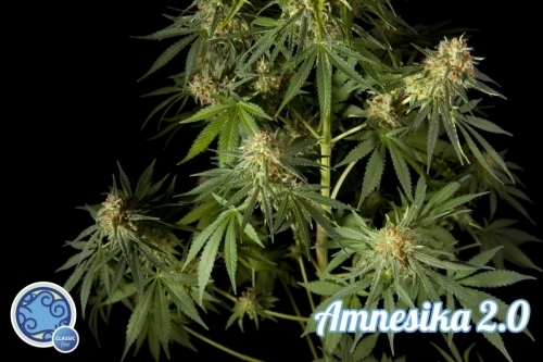 Amnesika 2.0 by Philosopher Seeds – 12/12 Photoperiod – Feminized – Super Strength – image 4 – Seed City