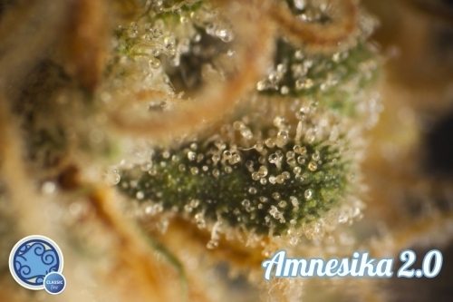 Amnesika 2.0 by Philosopher Seeds – Outdoor – Super Strength – Sativa Dominant – image 5 – Seed City