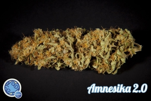 Amnesika 2.0 by Philosopher Seeds – Super Strength – Beginning of October – Skunky – image 7 – Seed City