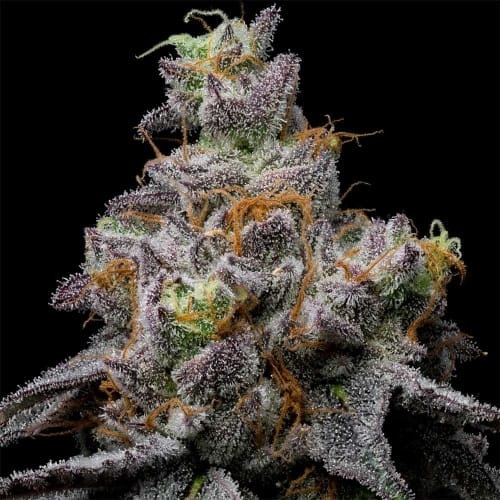 Animal Cake x Hollywood from Cookies Seed Bank