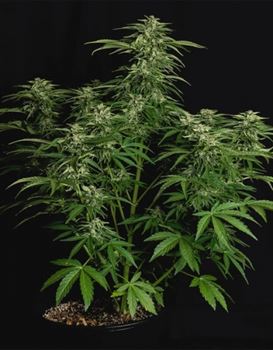 Image 2 of Apollo F1 Auto cannabis by Royal Queen Seeds – Indica-heavy – Relaxing – Auto-Flowering – Seed City