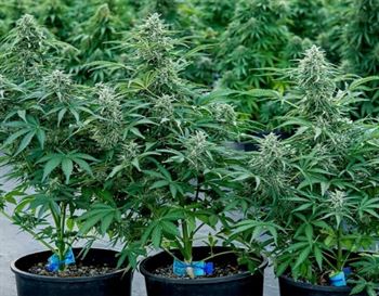 Relaxing – Citrus – Short (up to 80cm) – Apollo F1 Auto strain – image 3 – from Royal Queen Seeds via Seed City