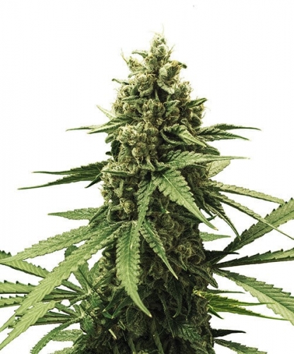 Image 2 of Apple Fritter cannabis by Royal Queen Seeds – Indica-heavy – 12/12 Photoperiod – Fruity – Seed City