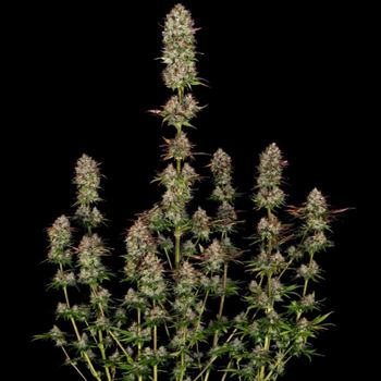 Apricot Candy by Paradise Seeds – Feminized – Suited for indoor growing – Fruity – image 2 – Seed City
