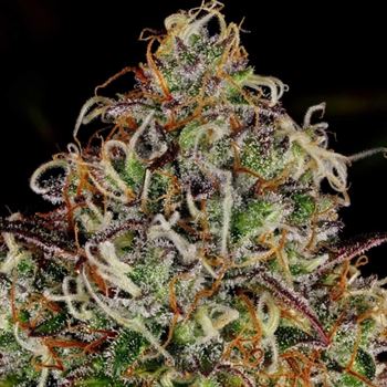 Apricot Candy cannabis seeds – 12/12 Photoperiod – Feminized – Suited for indoor growing – image 4 from Seed City