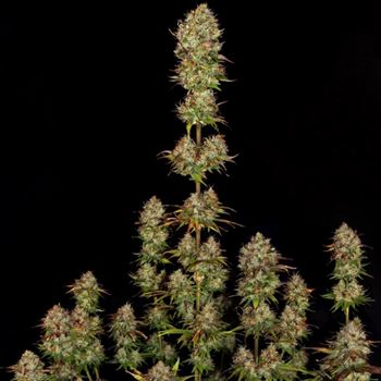 Apricot Candy by Paradise Seeds – Fruity – Sativa-leaning – 12/12 Photoperiod – image 5 – Seed City