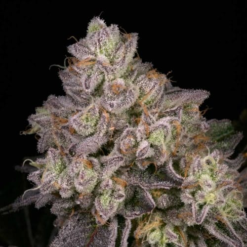 NFS cannabis seeds – Regular – Outdoor – 12/12 Photoperiod – image 2 from Seed City