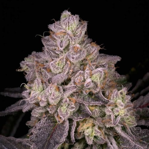 NFS by Archive Seeds – Outdoor – 12/12 Photoperiod – Regular – image 3 – Seed City