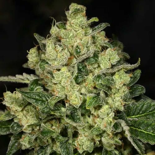 Indoor – 12/12 Photoperiod – Feminized – Trunk Funk strain – image 2 – from Archive Seeds via Seed City