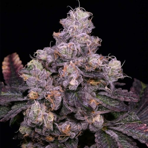 Regular – Lime – Good for outdoor grow – Zsunami strain – image 2 – from Archive Seeds via Seed City