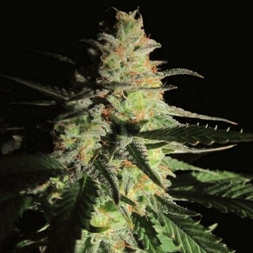 Aurora Indica by Nirvana Seeds – 12/12 Photoperiod – Regular – Suited for indoor growing – image 2 – Seed City