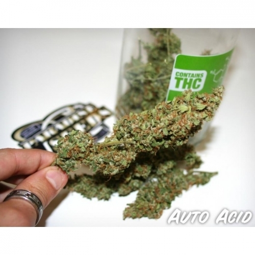 Auto Acid from Paradise Seeds