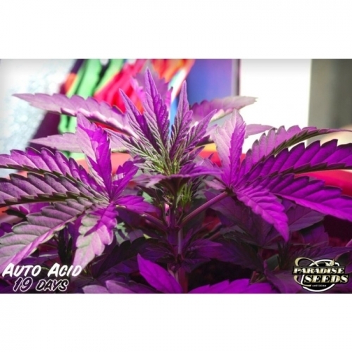 showing Auto-Flowering – Guaranteed female plants – Sour – image 2 – Seed City