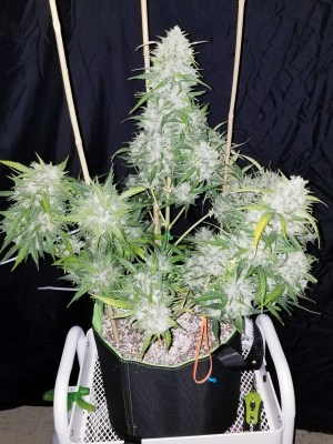 Auto Bruce Banner #3 cannabis seeds – Guaranteed female plants – Super Strength – Mostly Sativa – image 2 from Seed City