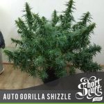 Auto Gorilla Shizzle cannabis seeds – Auto-Flowering – Good for outdoor grow – Super Strength – image 3 from Seed City