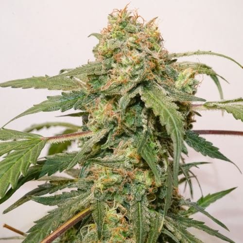 Earthy – 12/12 Photoperiod – Greenhouse – Auto Kerosene Krash strain – image 2 – from Dutch Passion Seeds via Seed City