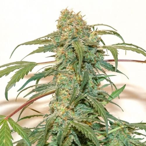 Auto Kerosene Krash by Dutch Passion Seeds – Super Strength – Greenhouse – Earthy – image 4 – Seed City