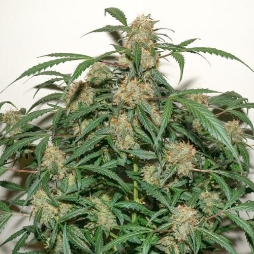 Auto Kerosene Krash by Dutch Passion Seeds – Greenhouse – Large yield – 12/12 Photoperiod – image 5 – Seed City