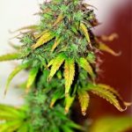 Image 2 of Auto Kush cannabis by Seedsman Seeds – Hashy – Indica-heavy – Short (up to 80cm) – Seed City