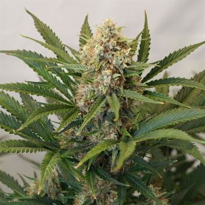 Auto MAC #1 from Dutch Passion Seeds