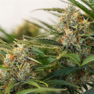 Large yield – Female seeds – Greenhouse – Auto MAC #1 strain – image 3 – from Dutch Passion Seeds via Seed City