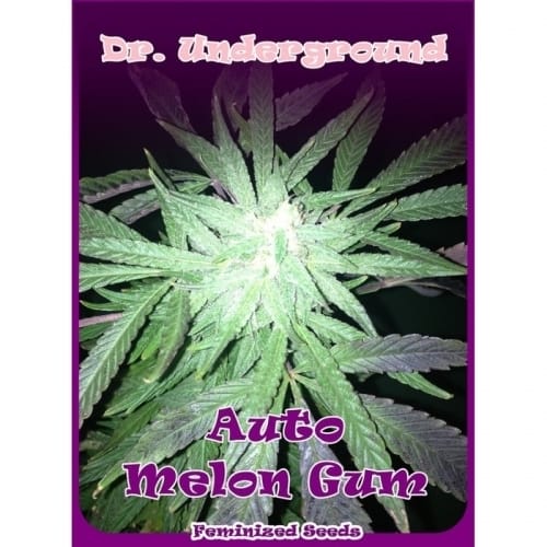 showing Feminized – Auto-Flowering – Short (up to 80cm) – image 1 – Seed City