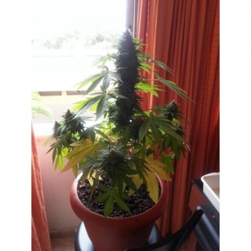 Auto Melon Gum from Dr Underground