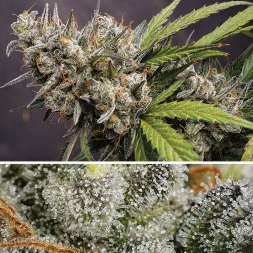 Image 2 of Auto Melonade Runtz cannabis by Dutch Passion Seeds – Fruity – Cerebral – 50% Indica/50% Sativa – Seed City