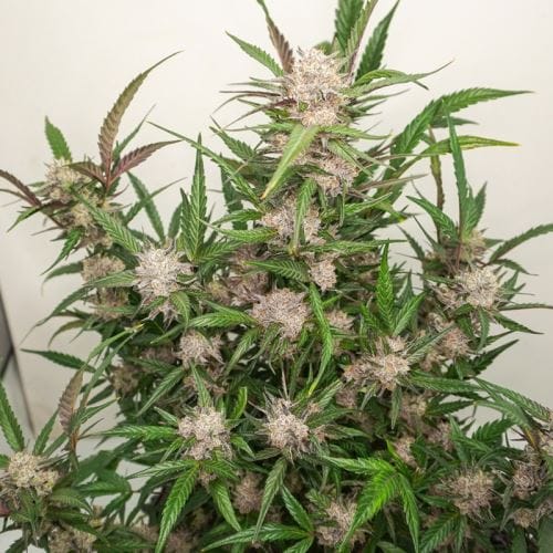 Auto Mimosa Punch by Dutch Passion Seeds – Fruity – High Yielding – Auto-Flowering – image 3 – Seed City