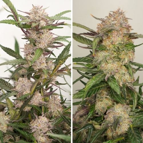 Image 4 of Auto Mimosa Punch cannabis by Dutch Passion Seeds – Outdoor cultivation – Auto-Flowering – Fruity – Seed City